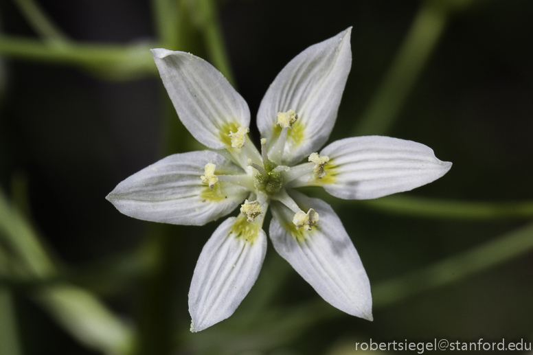 Fremont star lily